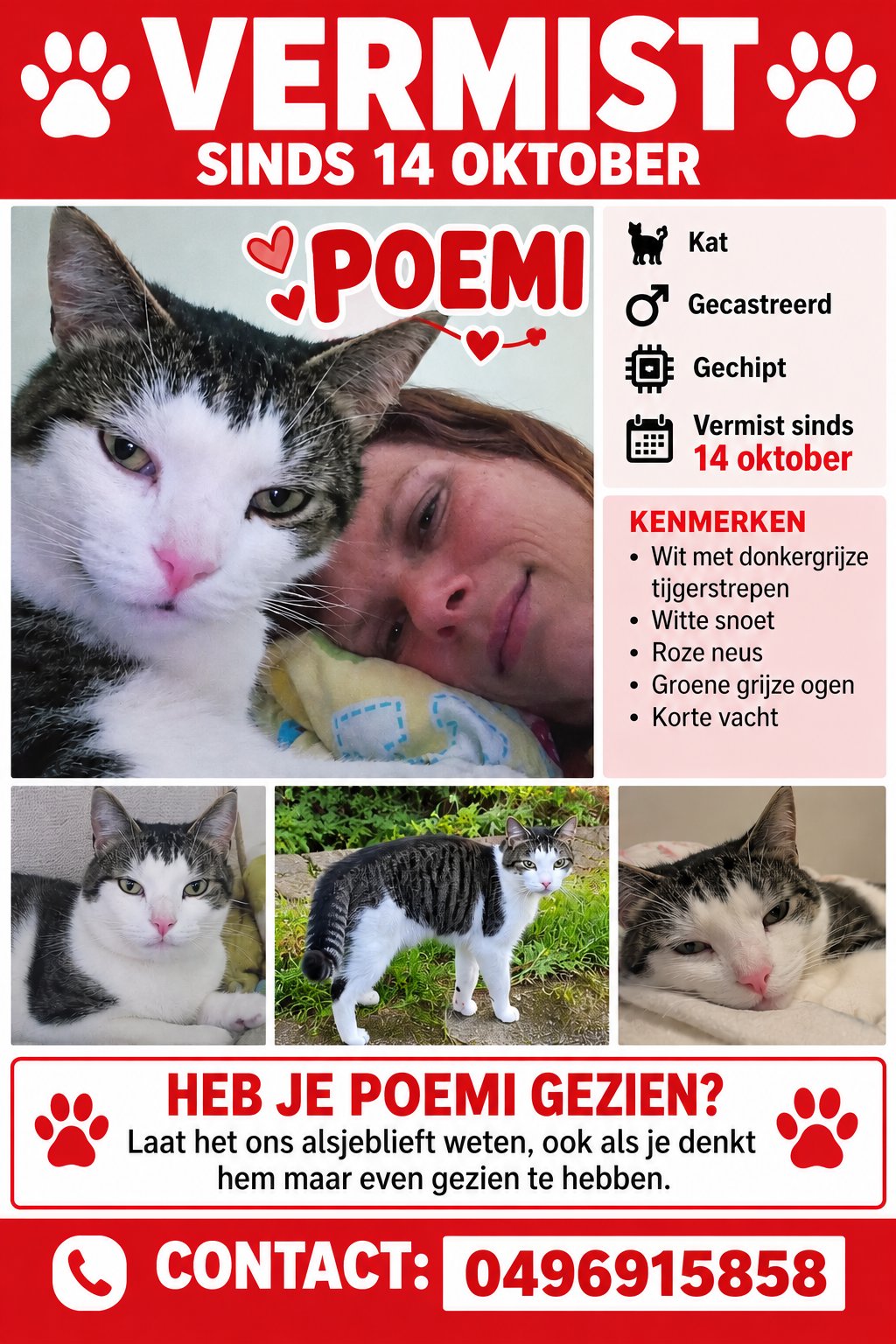 foto van kat