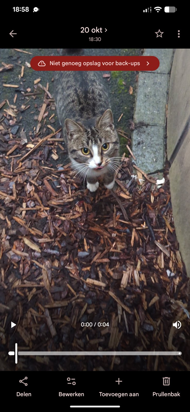 foto van kat