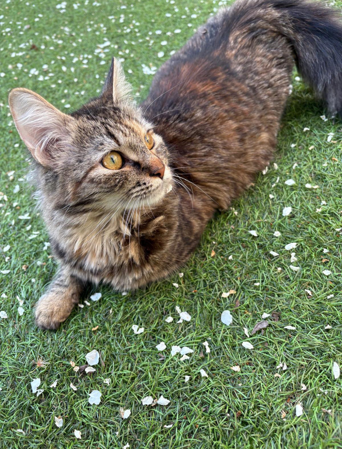foto van kat