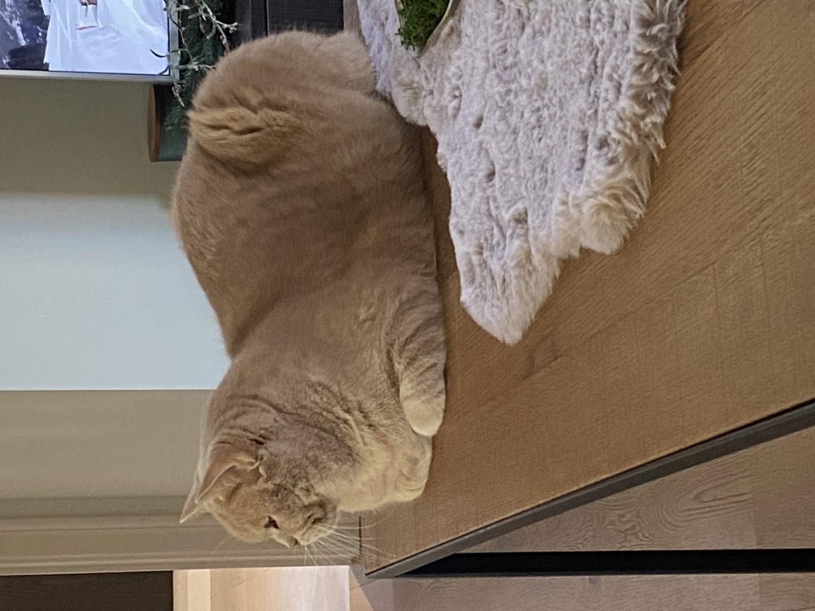 foto van kat