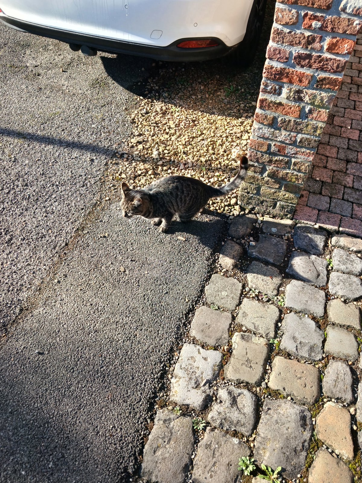 foto van kat
