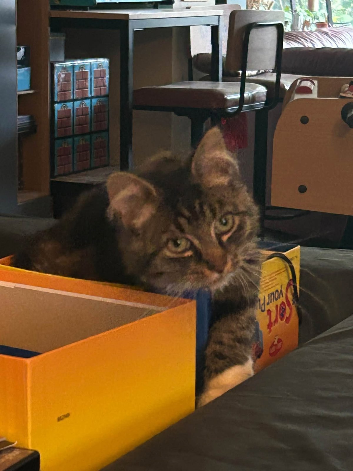 foto van kat