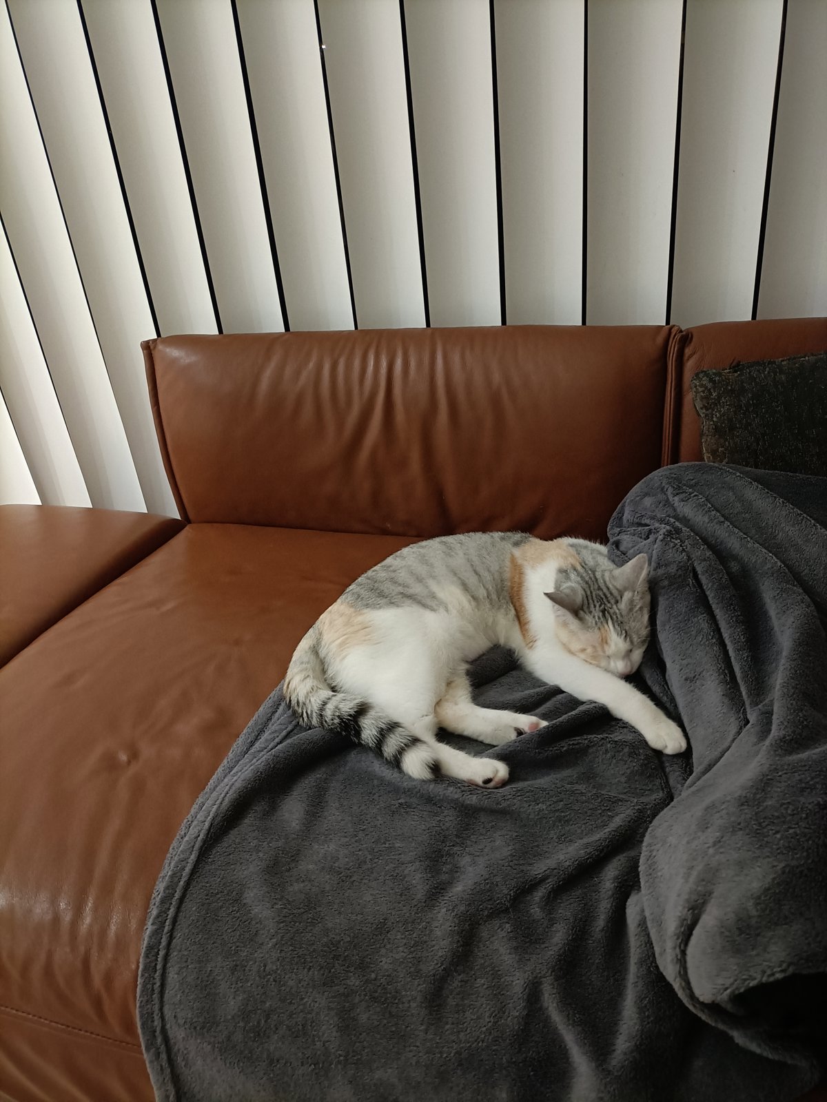 foto van kat