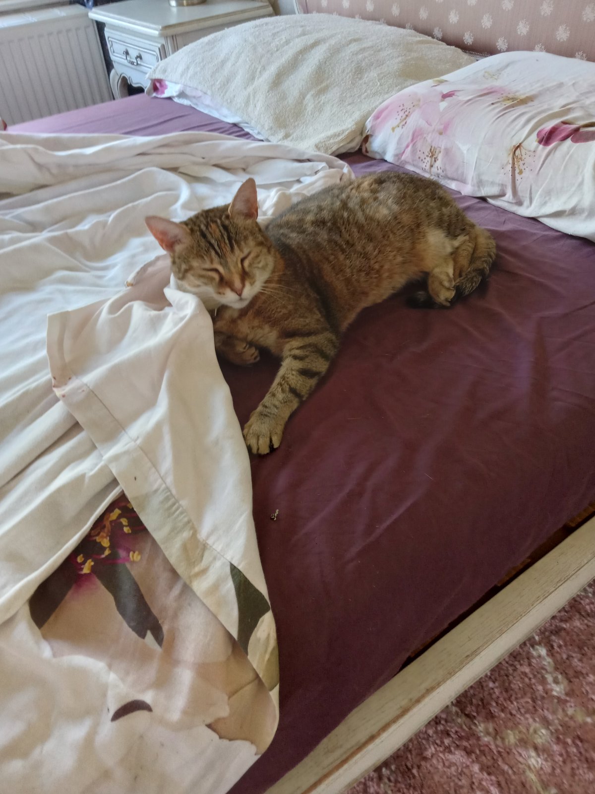 foto van kat