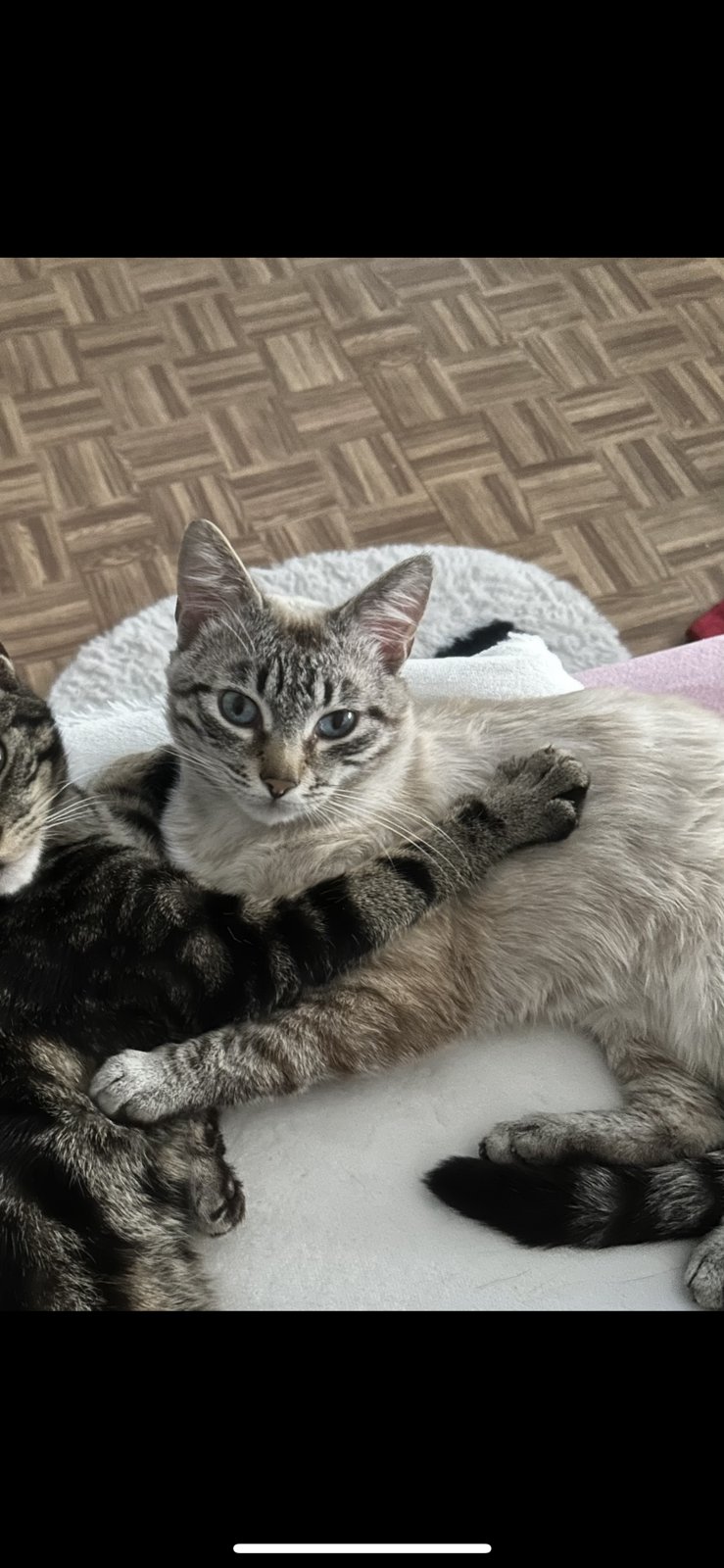 foto van kat