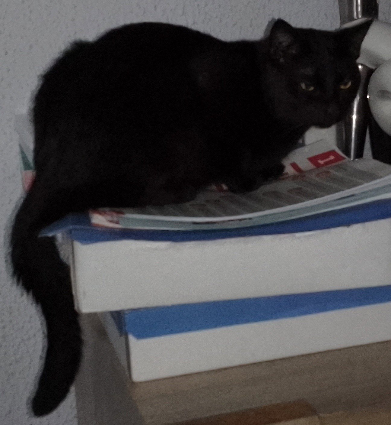 foto van kat