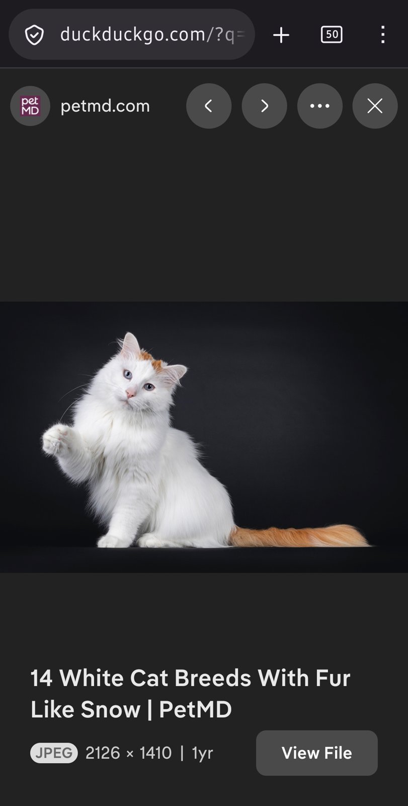 foto van kat