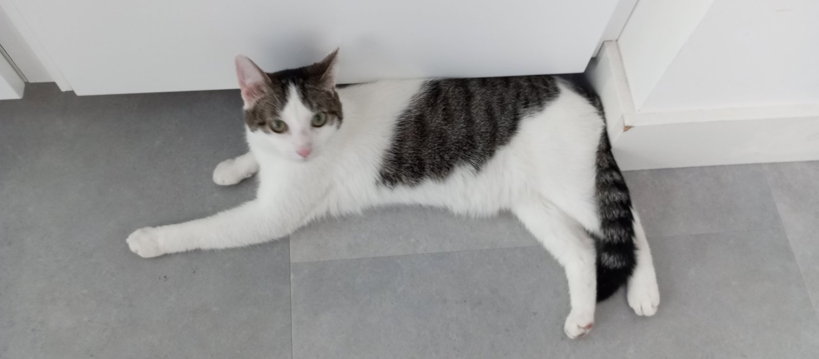 foto van kat