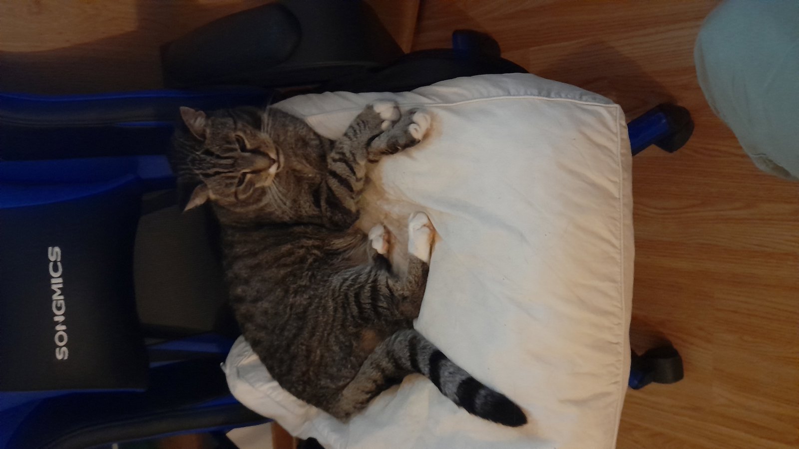 foto van kat