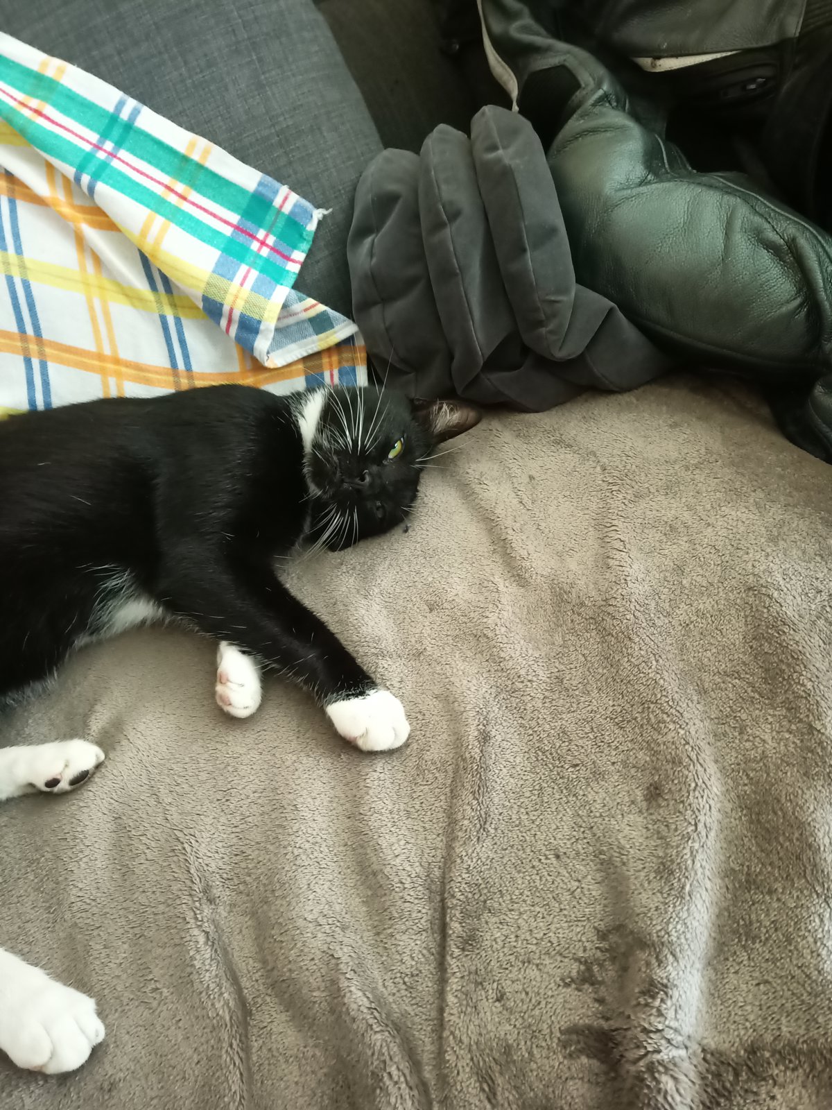 foto van kat