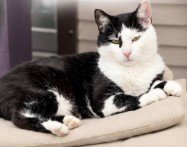 foto van kat