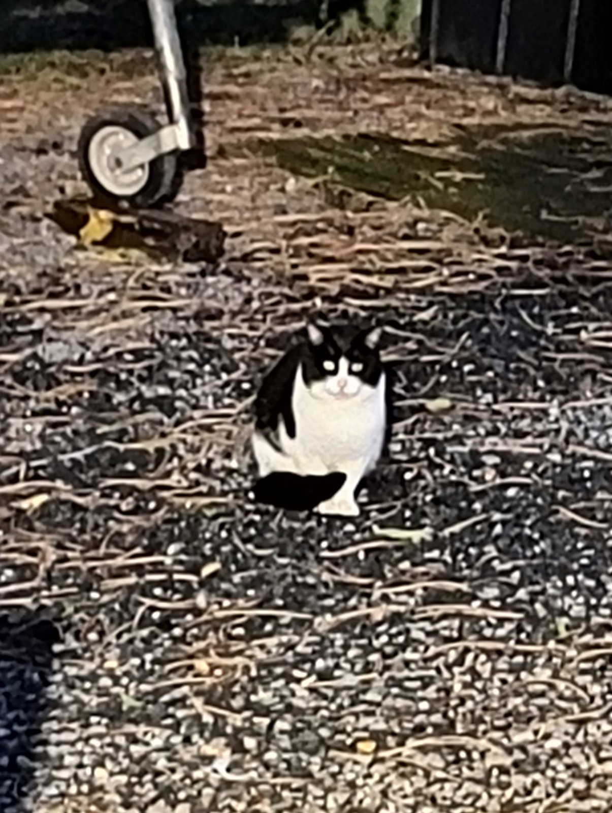 foto van kat