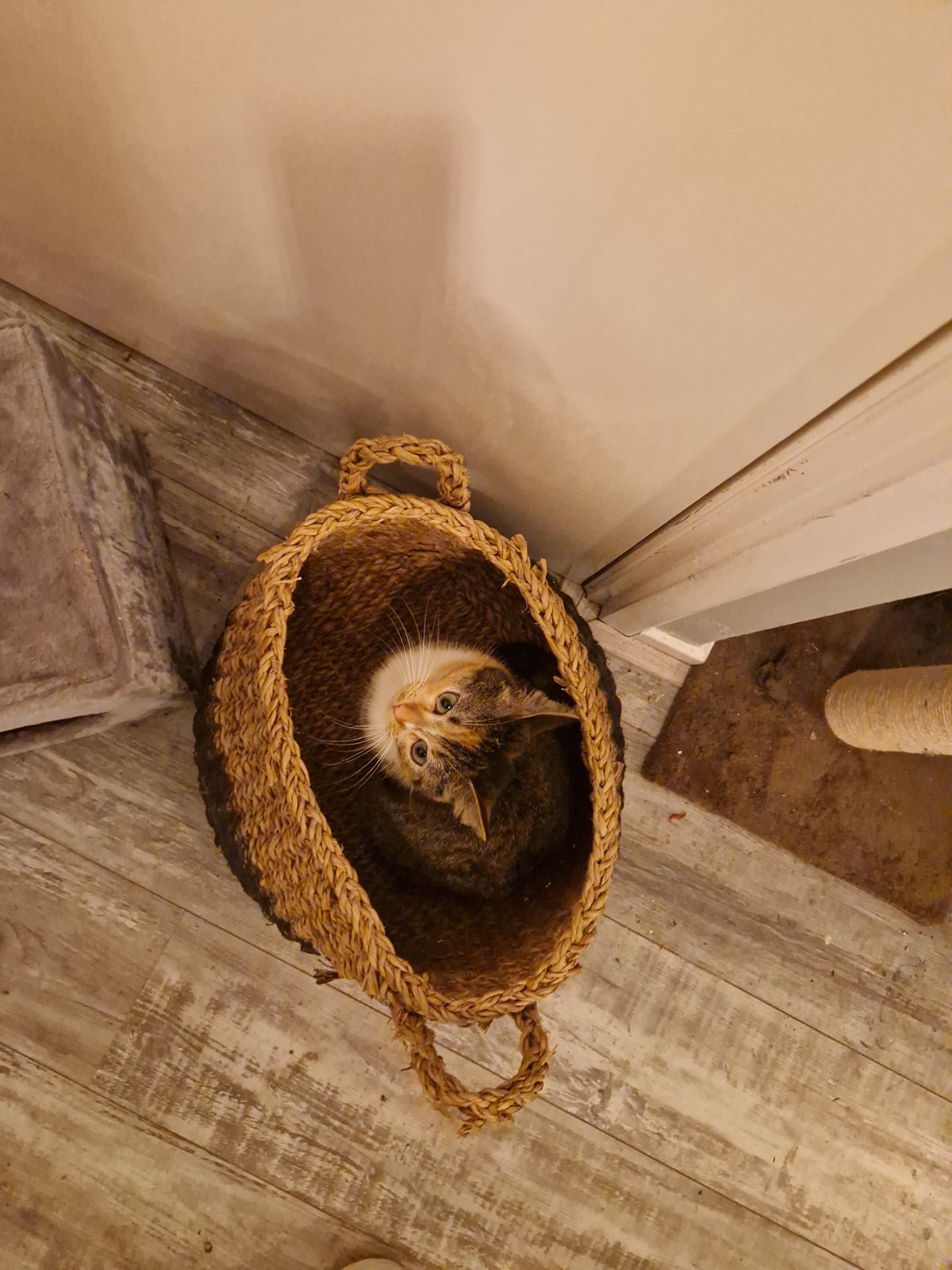 foto van kat