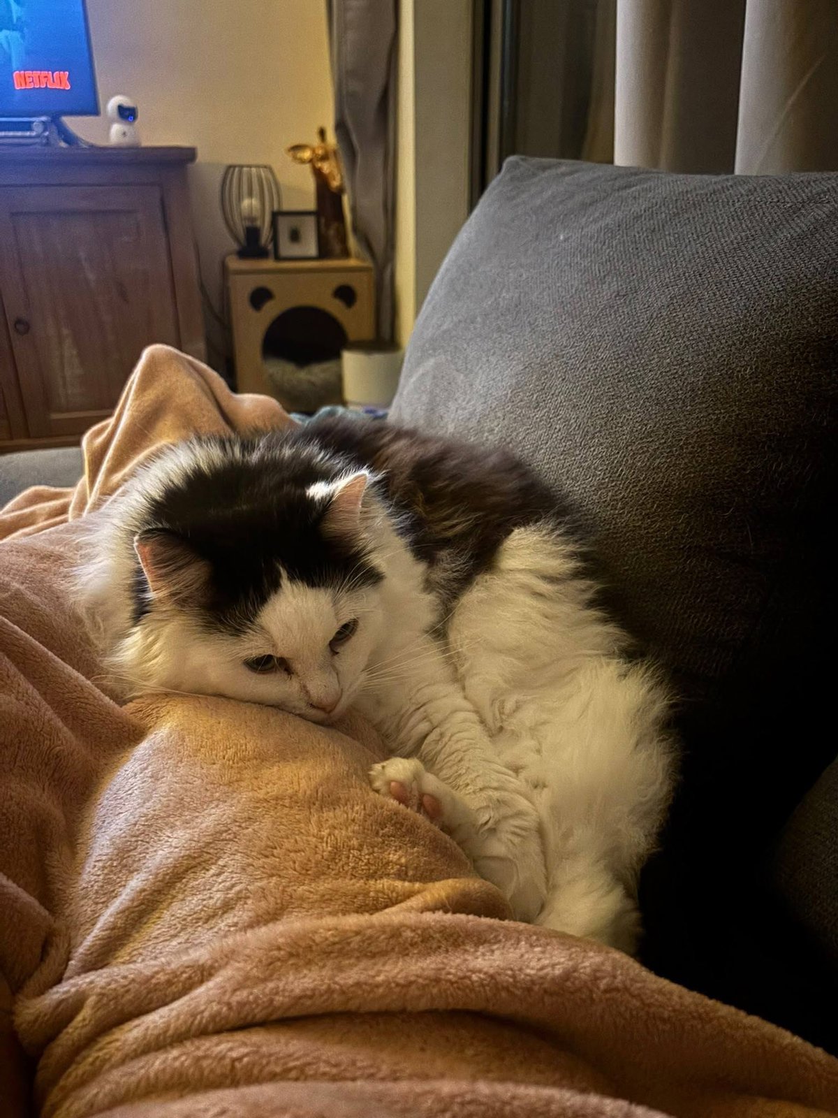 foto van kat