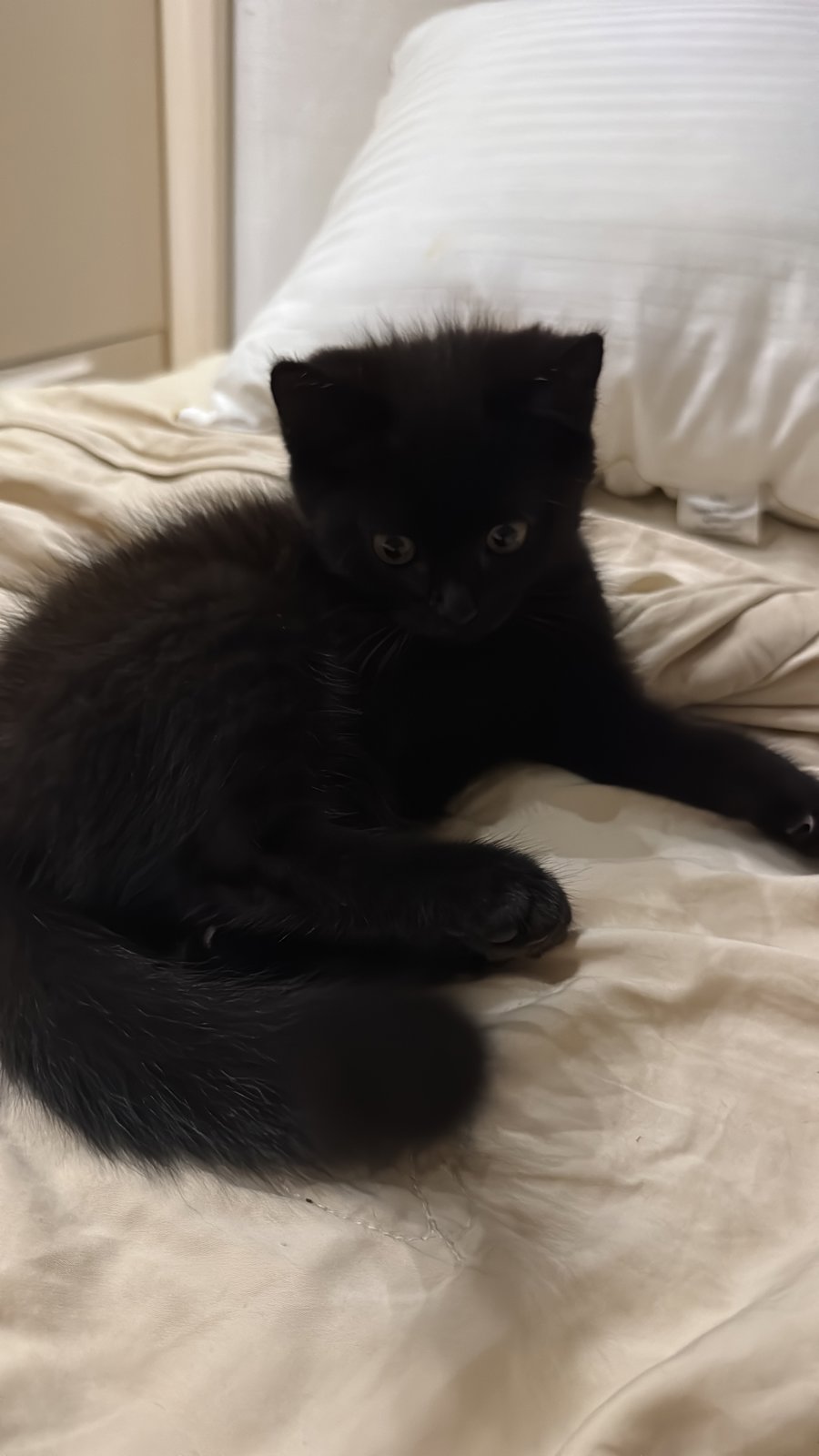 foto van kat