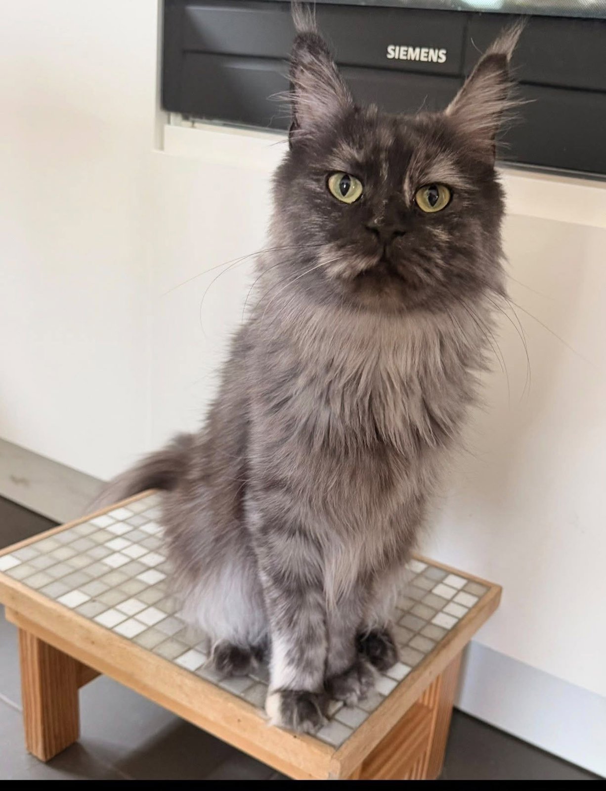 foto van kat