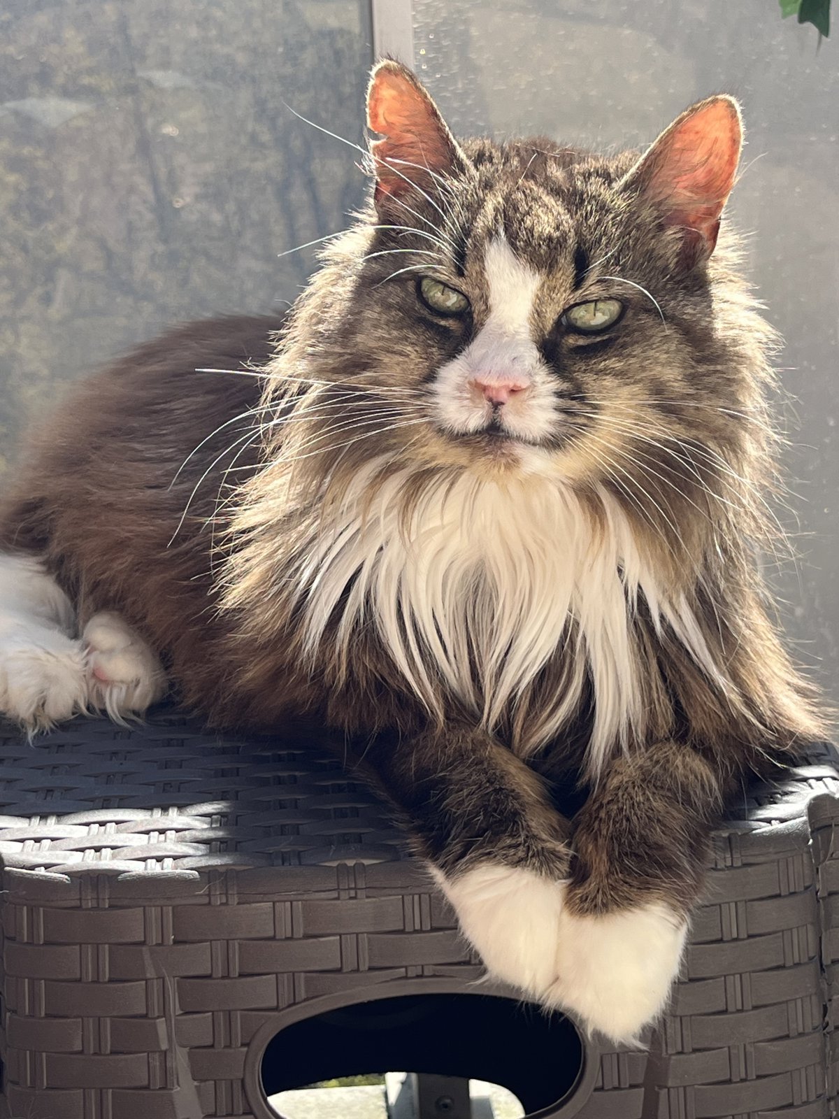 photo du chat