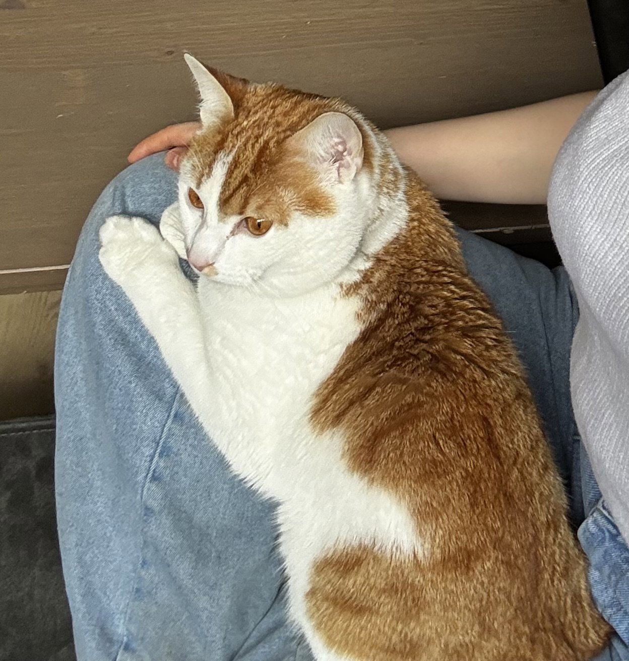 foto van kat