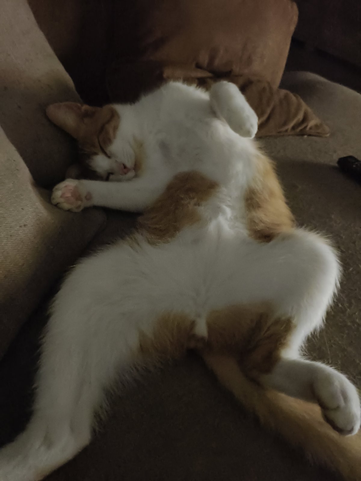 foto van kat
