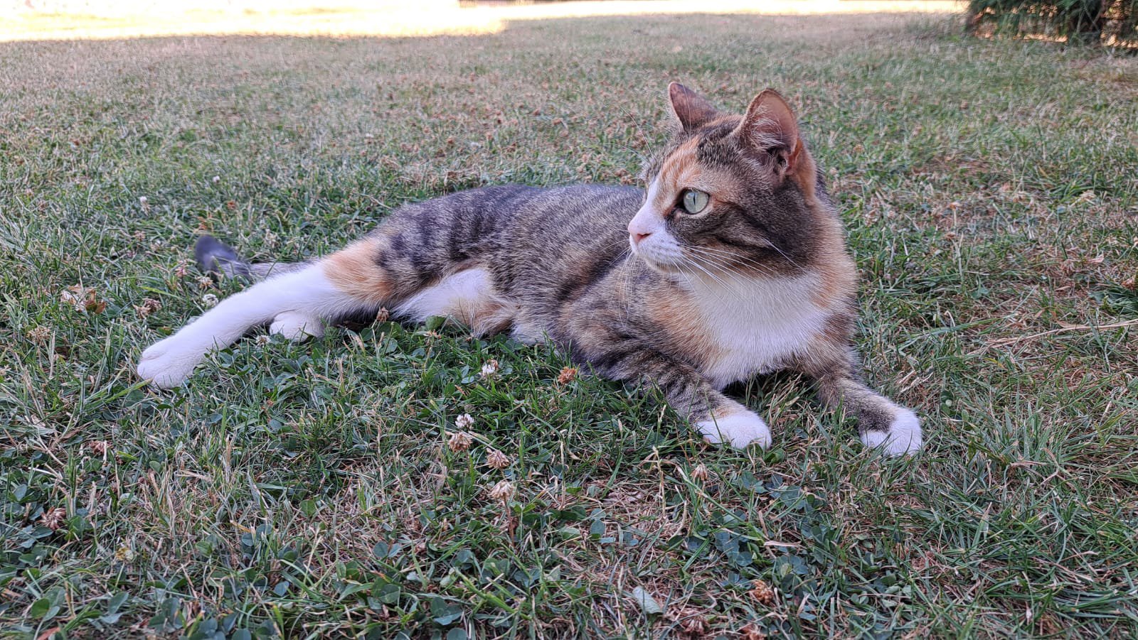 foto van kat