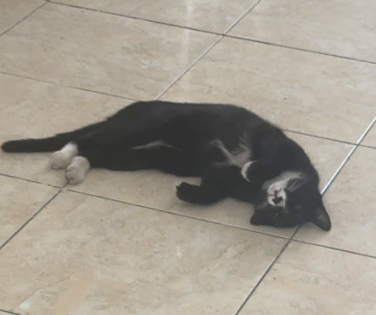 foto van kat