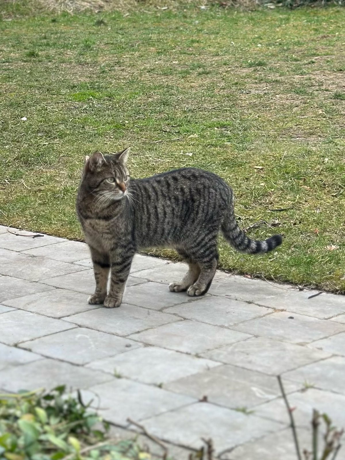 foto van kat