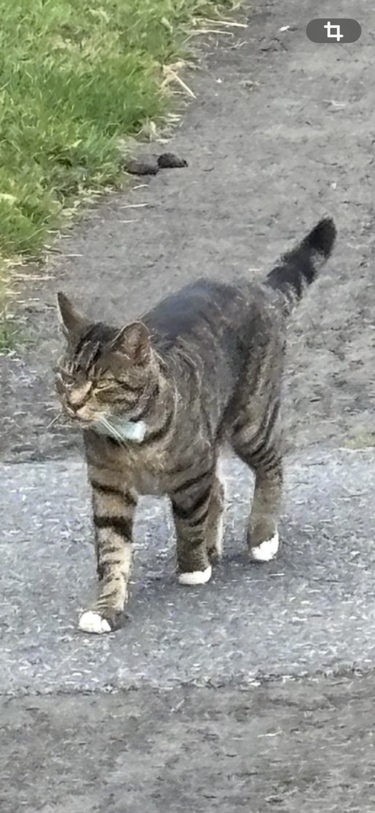 foto van kat