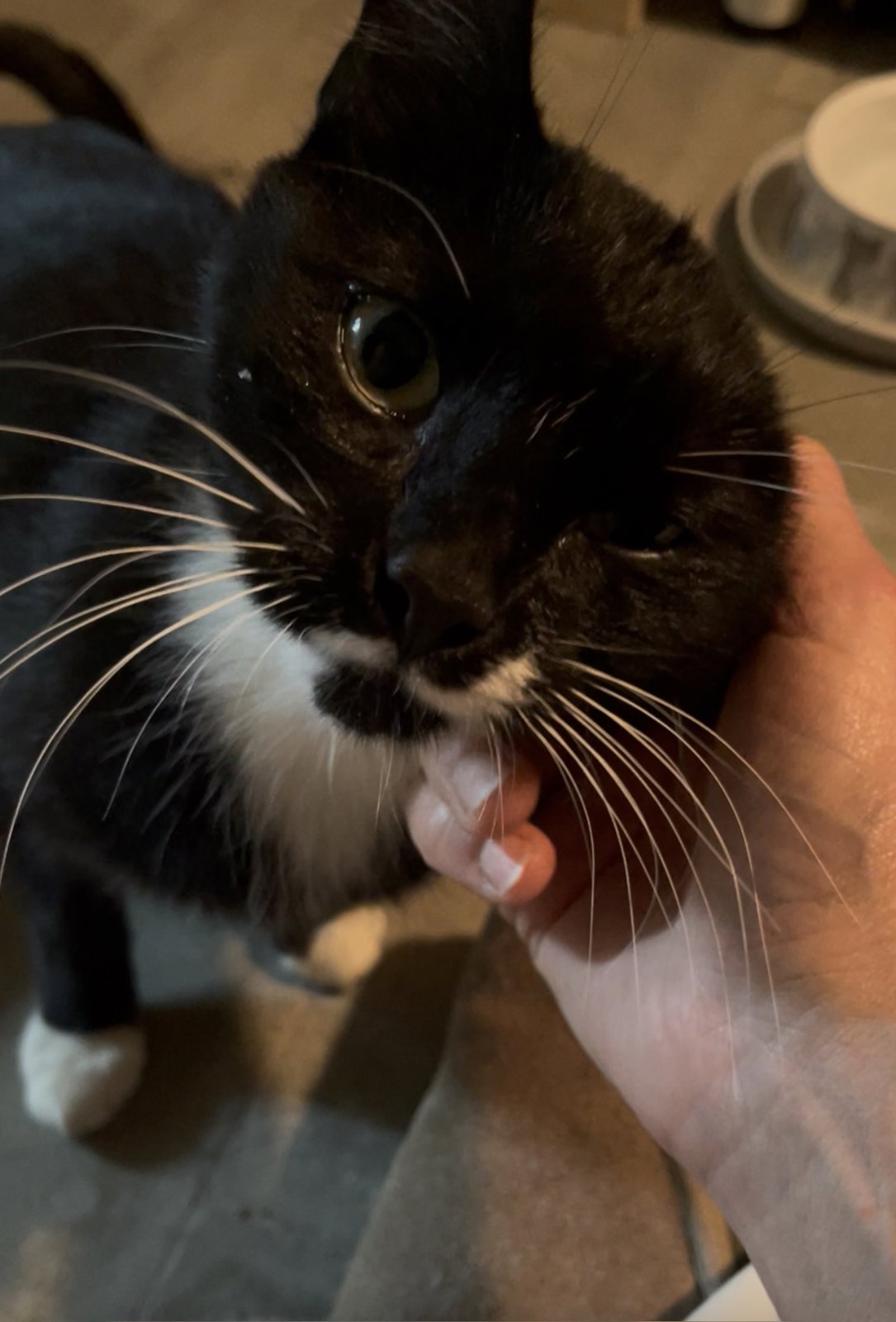 foto van kat